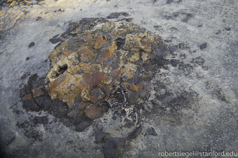 stromatolites